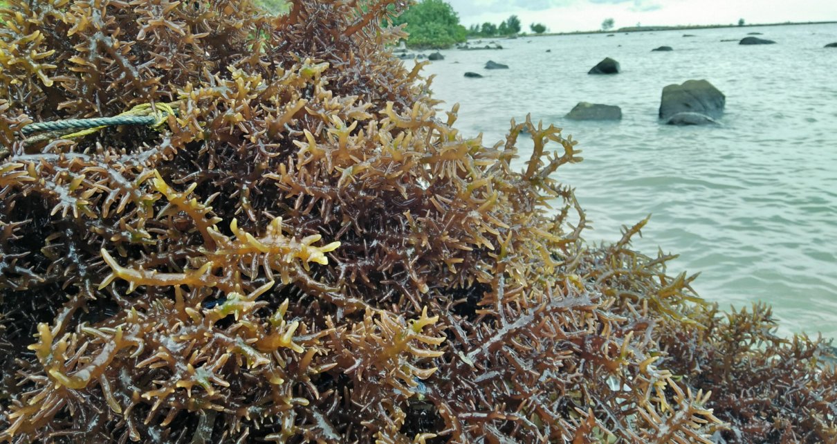 Apakah Rumput Laut Bisa Jadi Apakah Rumput Laut Bisa Dijadikan Bbm
