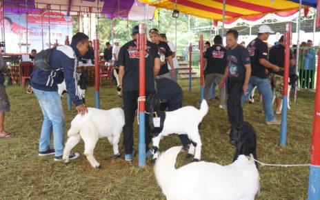 KAMBING. Kontes Kambing PE dan Domba di Desa Bandungrejo Kecamatan Ngablak Kabupaten Magelang. (foto: istimewa)