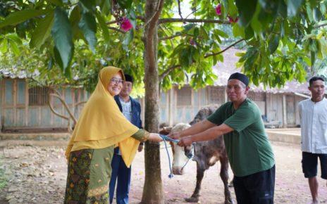 MENYERAHKAN. Rektor UNIMMA, Dr. Lilik Andriyani, SE., MSI menyerahkan hewan kurban kepada Darto, tokoh masyarakat di Dusun Butuh, Desa Candirejo, Borobudur, Kabupaten Magelang. (foto: unimma)