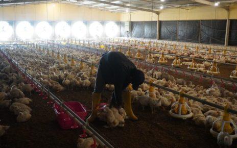 PANEN. Universitas Tidar berhasil memanen 20.000 ekor ayam pedaging di Bandongan Teaching Farm. (foto: untidar) 