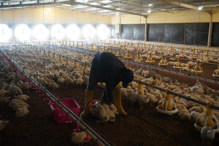 PANEN. Universitas Tidar berhasil memanen 20.000 ekor ayam pedaging di Bandongan Teaching Farm. (foto: untidar) 