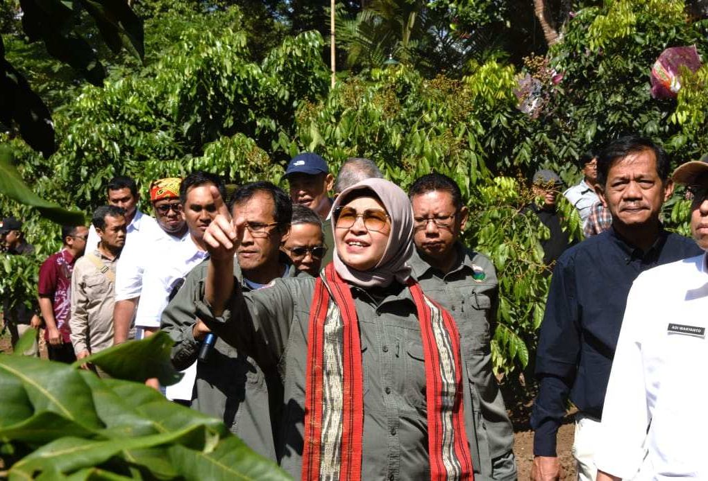 TINJAU. Direktur Jenderal Pengelolaan Daerah Aliran Sungai dan Rehabilitasi Hutan Kementerian LHK Dyah Murtiningsih meninjau lokasi proyek RHL dan rehabilitasi DAS di Bukit Menoreh, di Desa Ngadirejo, Kecamatan Salaman, Kamis (19/9/2024). (foto: ist)